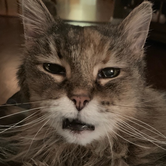 catkrazee